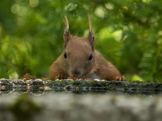 Ein Eichhörnchen lugt über einen Brunnenrand. Vor ihm aufgereiht liegen kleine Nüsse und Sämereien. Im Hintergrund ein unscharfes grünes Blätterdach