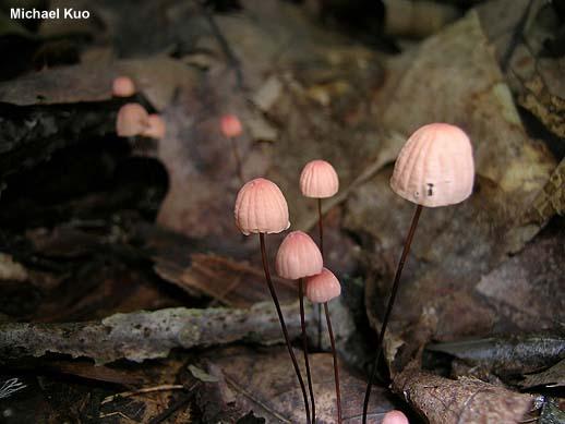 Marasmius pulcherripes mushroom image.
