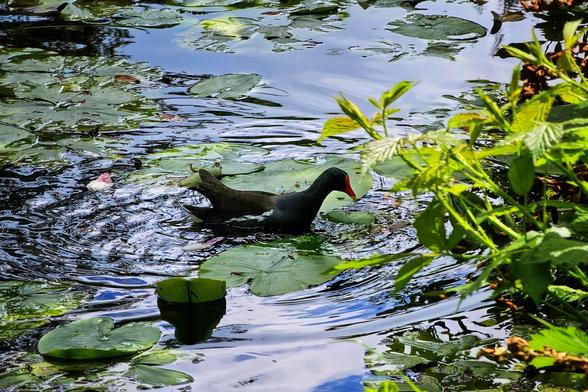 A dark-bodied common moorhen with a red and yellow beak swims in a pond dotted with lily pads, surrounded by green foliage.