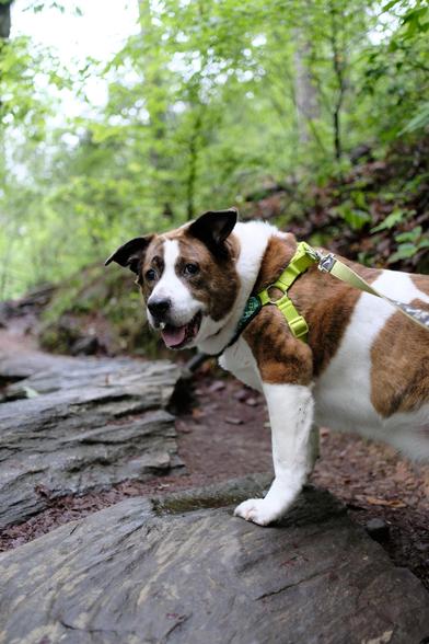 A white and brown dog standing on a rock on a park trail by a creek, looking slightly toward the left side of the screen as if he saw something there. Green leaves on trees in the back.