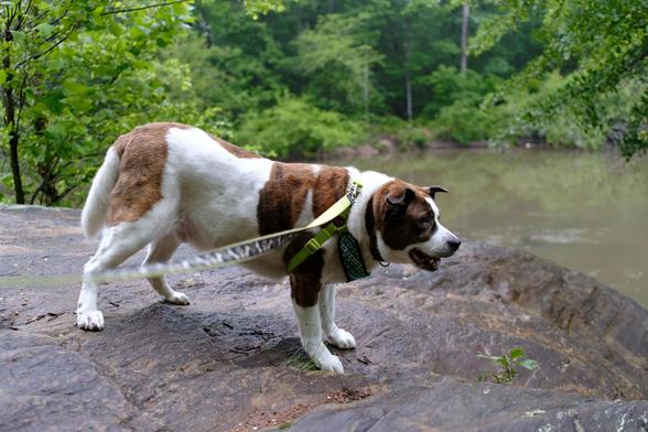 A landscape view of a white and brown dog standing on a sheet of rock by a creek. His head toward the right. Creek water and green leaves seen behind him.
