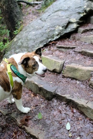 A white and brown dog about to climb up stone steps on a park trail, His head toward the right looking at something. A big sheet of rock and a tree trunk at the top.