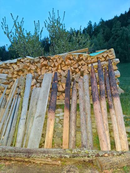 A row of pointed wooden fence posts leans against a stacked pile of split firewood outdoors. The posts are in various stages of preparation—some are left natural, while others are partially or fully charred using the Shou Sugi Ban technique, displaying dark, textured surfaces. To the left, weathered boards and slender poles stand upright. Behind the stack, a blossoming Reineclaude (greengage plum) tree is visible, with green foliage and white flowers. A forested hillside rises in the background under a clear blue evening sky. The foreground features grassy terrain and moss-covered logs.