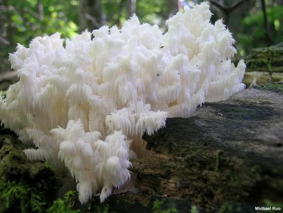 Hericium coralloides mushroom image.