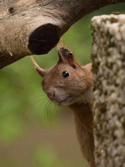 Ein Hochformatfoto. Im oberen Teil ragt ein dicker Ast von links schräg nach rechts oben, darunter lugt ein Eichhörnchen hinter einer am rechten Bildrand senkrecht aufrageneden Waschbeton-Wand hervor. Im Hintergrund unscharfes Grün und Braun
A portrait-format photo. In the upper section, a thick branch extends diagonally from the left to the top right. Below, a squirrel peeks out from behind a vertical exposed concrete wall at the right edge of the image. Blurred green and brown in the background.