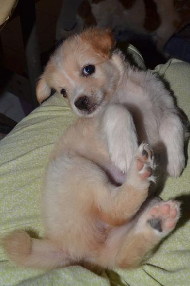 A fuzzy white puppy rolled onto its back while looking sweetly into the camera. She is perched on the photographer's lap. Her tail is comically short and her coat is extra fluffy