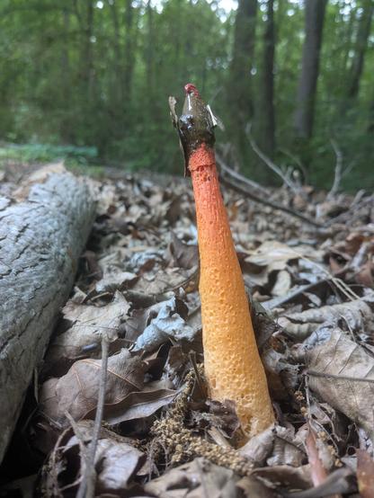 A tall, erect, wrinkly stinkhorn.  It is a mushroom with a pronounced small green tip, and a long orange shaft.
