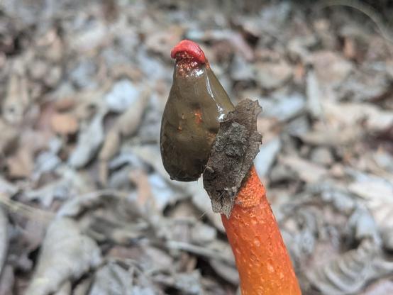 Close up on the green wrinkly tip with a lil red thingy on top