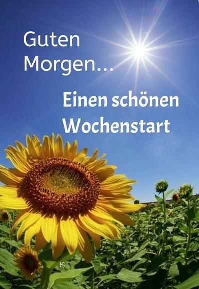 Guten Morgen! Dieses Bild zeigt einen strahlend sonnigen Tag auf einem Sonnenblumenfeld. Der Himmel ist klar und blau, und die Sonne scheint hell in der oberen Bildmitte, wobei ihre Lichtstrahlen nach außen strahlen. Im Vordergrund steht eine große, leuchtende Sonnenblume in voller Blüte. Ihre gelben Blütenblätter strahlen von einem dunkelbraunen, mit Samen gefüllten Zentrum aus. Links dahinter ist eine kleinere Sonnenblume zu sehen. Der Hintergrund ist mit weiteren Sonnenblumen in verschiedenen Wachstumsstadien gefüllt, die ein üppiges, grünes Feld mit gelben Blüten bilden. Der über das Bild gelegte Text lautet: „Guten Morgen…“ „Einen schönen Wochenstart“. Der Gesamteindruck ist fröhlich und optimistisch und fängt die Stimmung eines strahlenden Montagmorgens perfekt ein.