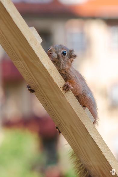 Ein kleines Eichhörnchen klammert sich mit seinen winzigen Pfoten an ein schräg gestelltes Holzbrett. Seine großen, glänzenden Augen blicken neugierig und vorsichtig hervor. Die weiche Fellzeichnung verschmilzt sanft mit dem unscharfen, warmen Hintergrund. Ein Moment voller zarter Spannung und kindlicher Neugier.