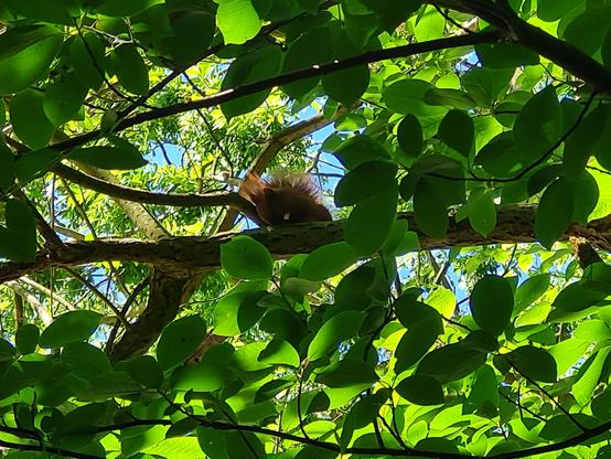 Inmitten dichten grünen Laubs erkennt man etwas, das ein ruhendes Eichhörnchen sein könnte.