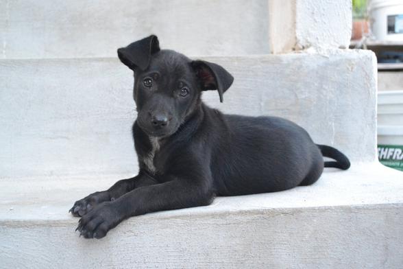 Closeup of a black puppy lying down on a concrete staircase, staring soulfully into the camera, both of her ears perked up and flopped over
