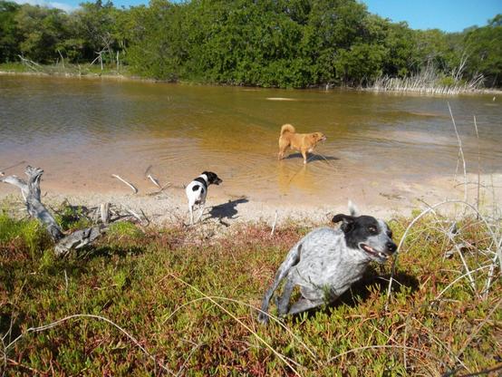Outdoor scene set in and around a shallow pond surrounded by coastal scrub. On the far shore are some larger trees, in the near distances there is ice-plant and the petrified stumps of trees long dead. Three dogs are in the picture. One is standing in the pond facing to the right, and you can see how shallow it is because only her feet are wet, she is shaggy and red. In the middle distance, a white dog with black spots stands on the shore of the pond, facing away from the camera with her head turned slightly to the right. In the close distance a blue/gray dog is running towards the photographer veering towards the right, her front two paws captured in mid-air