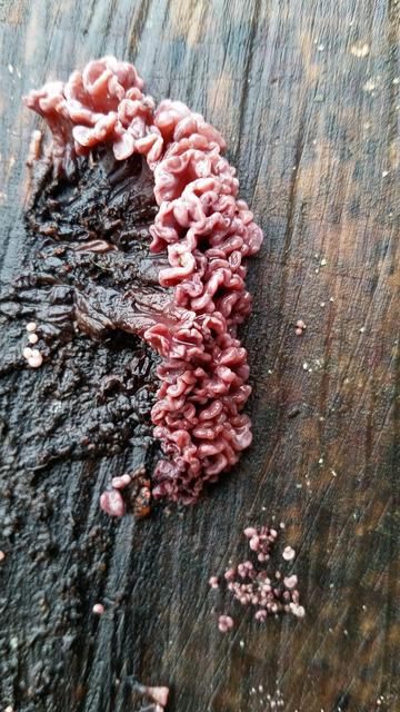 Rosafarbenen Pilz auf braunem Holz. Der Pilz sieht aus wie Gehirnmasse.

Pink-coloured mushroom on brown wood. The mushroom looks like brain matter.