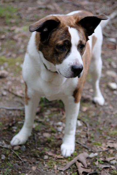A white and brown dog standing in his yard looking for a cat that got away