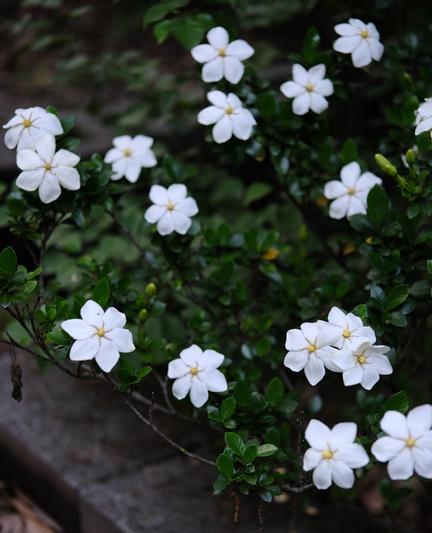 A quite a few white gardenia blossoms with heavenly scent which I can't send through the photo.