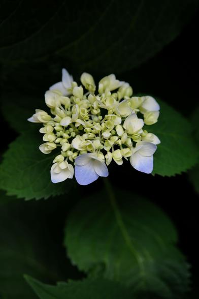 A still young hydrangea blossom, light green in the center and light blue/lavender around the edges