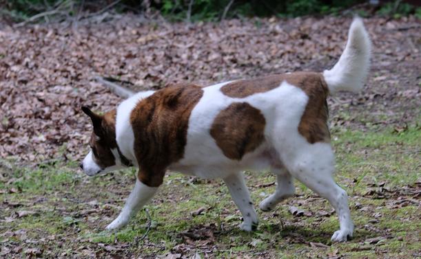 A white and brown dog running toward the left with his tail straight up looking for a cat that got away