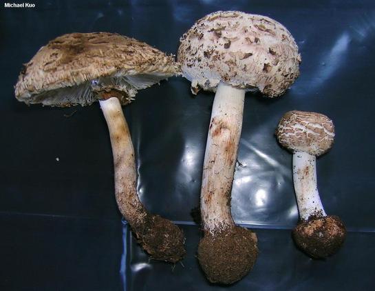 Chlorophyllum brunneum mushroom image.