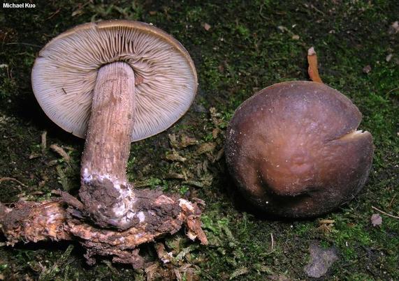 Agrocybe firma mushroom image.