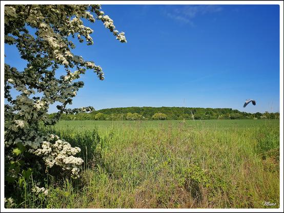 Bildbeschreibung:
Eine große freie Fläche mit Büschen und Bäumen vor hellblauem Himmel.