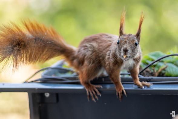 Ein quirliges Eichhörnchen balanciert auf einer Kante, die buschige Rute schwungvoll nach hinten ausgestreckt. Mit wachen Augen und spitzen Ohren schaut es direkt in die Kamera, während ein kleines Stück Nahrung zwischen den Zähnen hervorlugt. Die helle, grüne Unschärfe im Hintergrund verstärkt die Lebendigkeit des Moments.
