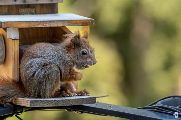 Ein kleines Eichhörnchen sitzt aufmerksam auf einer Holzplattform, die an einem Futterhaus befestigt ist. Sein buschiger Schwanz liegt locker daneben, während es mit glänzenden Augen und gespitzt aufgestellten Ohren die Umgebung beobachtet. Die sanfte, verschwommene Naturkulisse im Hintergrund verleiht der Szene eine ruhige, fast magische Atmosphäre.