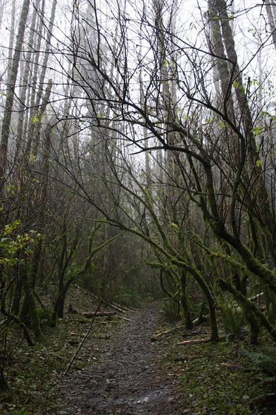 A muddy, very narrow path leads between branches and trees, mostly devoid of leaves, with a misty grey sky behind them.