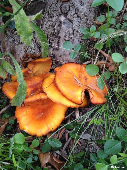Omphalotus olearius mushroom image.