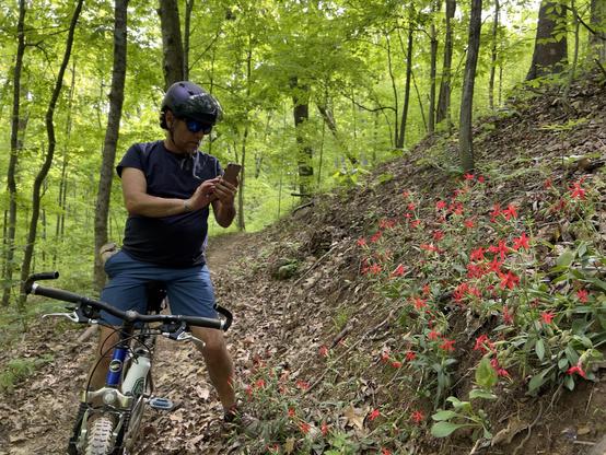 Image capturing Paul photographing a colony of Fire Pink wild flowers growing next to the trail while mountain biking on Baliey’s Trail of Wayne National Forest in Athens Ohio.