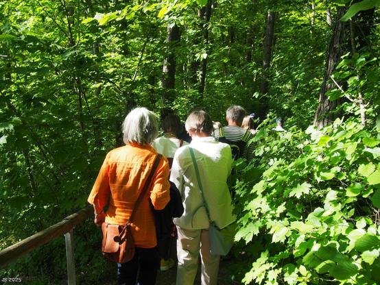 Farbfoto einer Gruppe von Leuten auf einer Wanderung durch einen grünen, sonnendurchleuchteten Wald, der hauptsächlich aus Laubbäumen besteht. Aufgenommen bei einem Klassentreffen in der Nähe des Ausflugsziels Rauschbart bei Horb am Neckar.