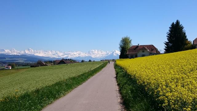 Eine schmale Strasse. Links ein grünes Feld, rechts gelb blühender Raps, geradeaus ein paar Häuser umgeben von Bäumen und im Hintergrund vor blauem Himmel die verschneiten Berge der Alpen.
Von links nach rechts sind folgende Berge zu sehen: ganz links Mönch und Jungfrau und ganz rechts Blüemlisalp und Niesen.