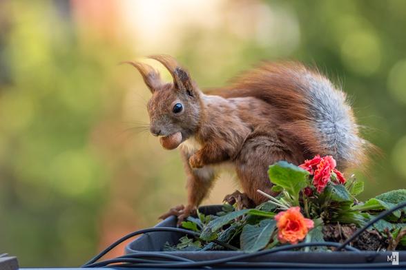 Das Eichhörnchen balanciert flink in einem Blumenkasten, eine Nuss fest im Maul, bereit für den nächsten Sprung. Sein buschiger Schwanz hebt sich lebendig ab, während die warmen Sonnenstrahlen sein Fell in sanfte Farben tauchen. Die leuchtenden Blüten und das grüne Blattwerk bilden einen lebendigen Rahmen für diesen lebhaften Moment.