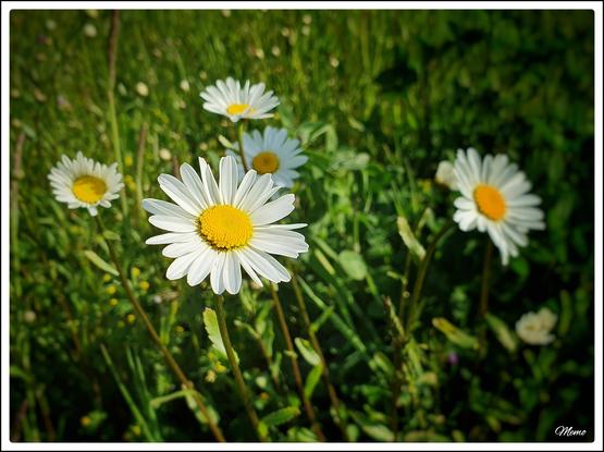Bildbeschreibung:
Die weiß-gelben Blüten der Wiesenmargerite.