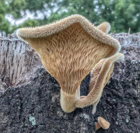 A tan funnel shaped mushroom from the side showing long wavy gills all the way down to the base,