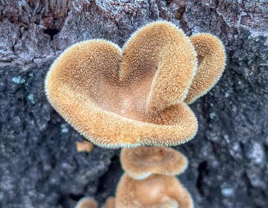 Irregular shaped mushroom cap in warm tan and fuzzy all over.