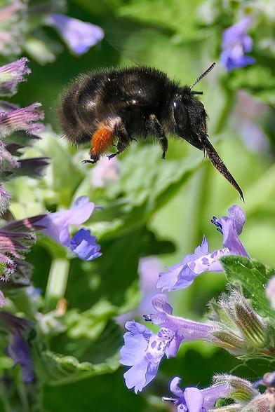 Pelzige schwarze Biene fliegt an eine blaue Blüte mit ausgestreckten Rüssel.