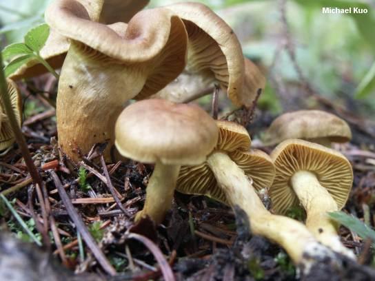Cortinarius croceus mushroom image.