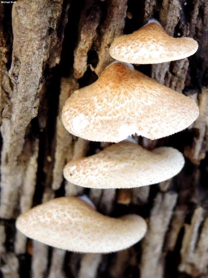Crepidotus calolepis mushroom image.