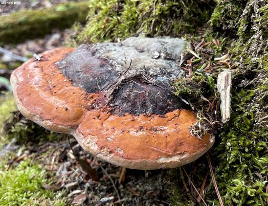 Fomitopsis mounceae mushroom image.
