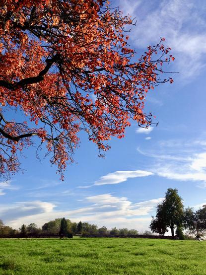 Ein Herbstblick nach oben durch die leuchtend roten Blätter einer Baumkrone in den blauen Himmel. Im Vordergrund füllen warme, kupferrote Blätter und dunkle Äste den oberen Bildrand; das Sonnenlicht scheint hindurch und lässt sie fast durchscheinend wirken. Darunter erstreckt sich eine weite grüne Wiese bis zu einem Horizont aus weiteren Bäumen und einem sanften Hügel. Der Himmel ist ein klares, tiefes Blau, durchzogen von wenigen, dünnen weissen Wolkenbändern. Das Bild vermittelt die ruhige, weite Stille eines sonnigen Herbsttages, an dem das Gold des Sommers noch einmal in vollem Rot erstrahlt, bevor der Winter kommt.