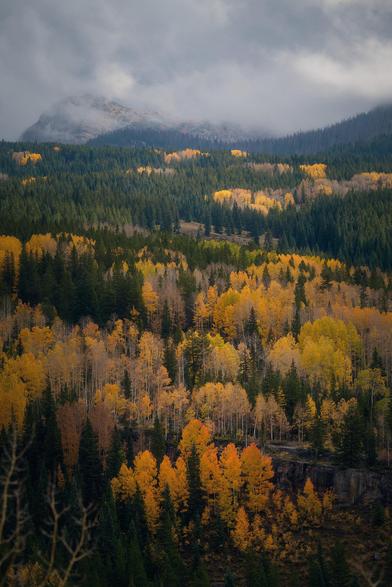 A mist-shrouded mountain rises above dark evergreen forests, its rocky summit faintly visible through low clouds. Across the slopes, golden and orange aspens glow among the conifers, creating bright bands of autumn color beneath the gray sky.