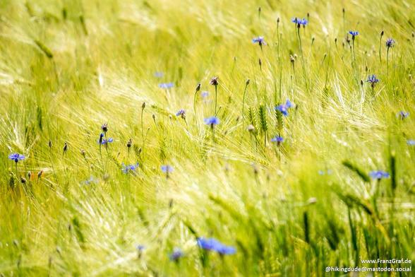 A sunlit meadow glows with the soft warmth of late spring, where tall grasses sway gently in the breeze. Delicate blades of green and gold stretch toward the sky, their feathery tips catching the light like strands of silk. Scattered throughout, vibrant blue cornflowers add splashes of color, their petals unfurling like tiny stars against the golden backdrop. The scene hums with quiet life—bees drift lazily from bloom to bloom, while the air carries the faint scent of earth and wildflowers. A peaceful expanse, untouched and full of simple beauty, inviting wanderers to pause and breathe in the tranquility of nature’s embrace.