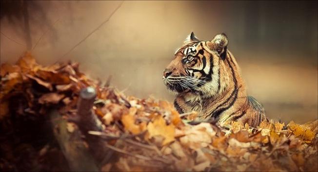 tigerautumnpic_100622