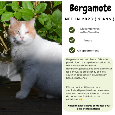 un petit encadré avec une jolie photo de Bergamote d'un côté, dans la nature, sur une terrasse, la partie supérieure de son corps éclairée par le soleil ; de l'autre côté, une courte description similaire à celle que je viens de faire.