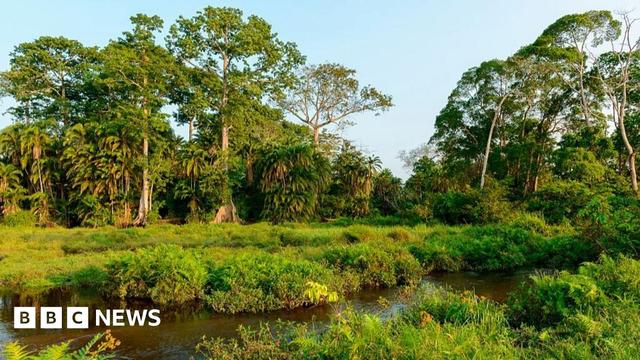 Picture of trees, river and blue sky in Odzala-Kokoua National Park, in Congo-Brazzaville