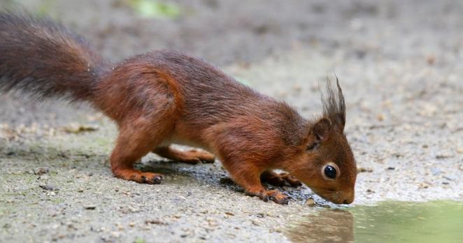 Ein rotes Eichhörnchen hockt auf trockenem Waldboden und trinkt aus einer kleinen Pfütze – es wirkt durstig. Die Szene steht symbolisch für die zunehmende Trockenheit in diesem Frühjahr.