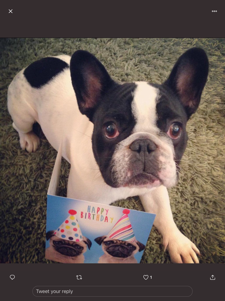 A pic of my French Bulldog laying down with a birthday card in front of him which has two fawn pugs on it wearing party hats 