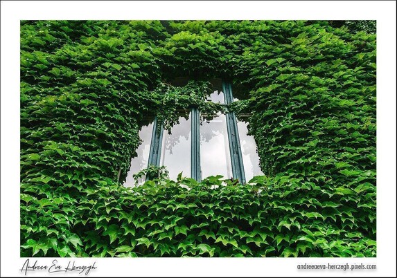 The window of a house covered in lush green ivy leaves. Nature and architecture blending together