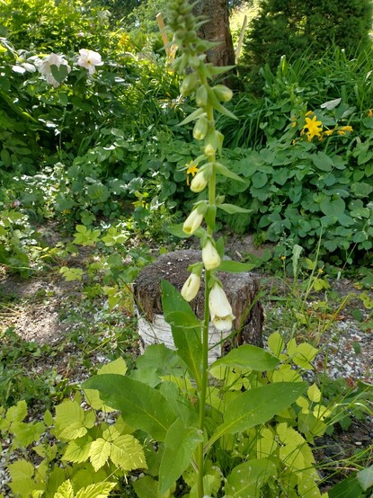 Digitalis purpurea